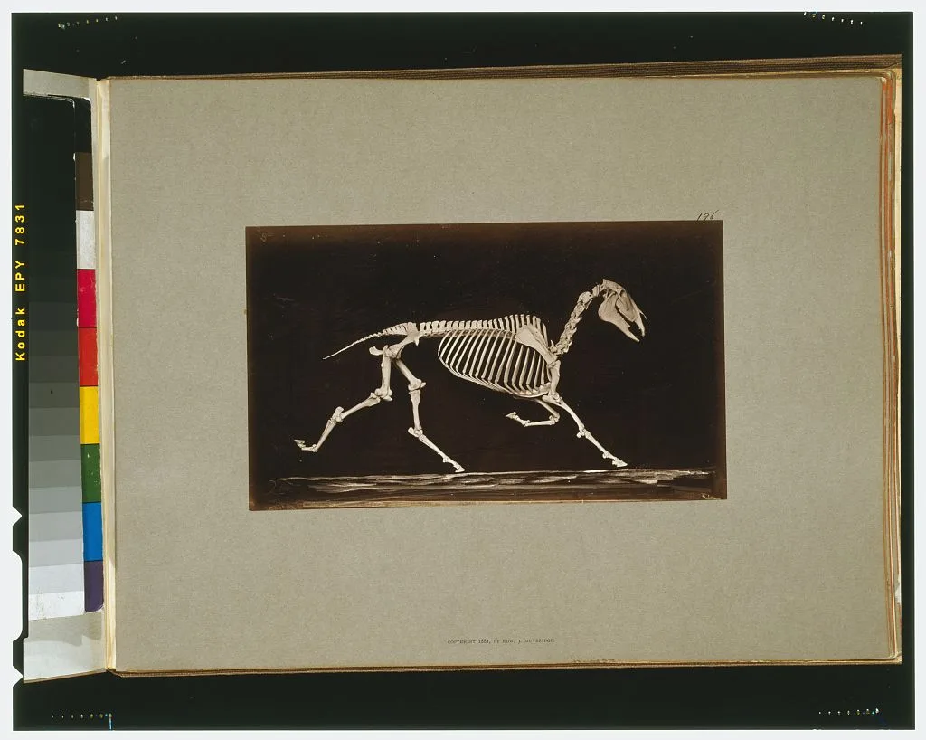 Skeleton of horse. Trotting. Nearing the ground, California, Palo Alto, 1881