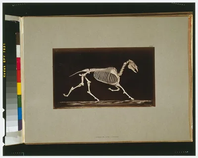 Skeleton of horse. Trotting. Nearing the ground, California, Palo Alto, 1881