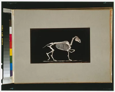 Skeleton of horse. Trotting. On the ground, California, Palo Alto, 1881