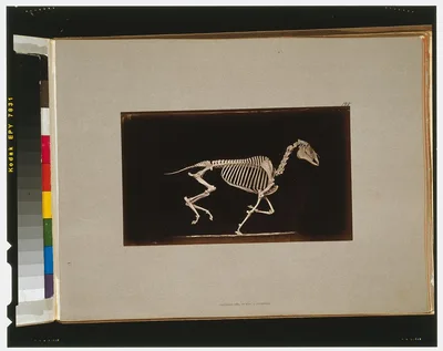 Skeleton of horse. Running. Leaving the ground, California, Palo Alto, 1881