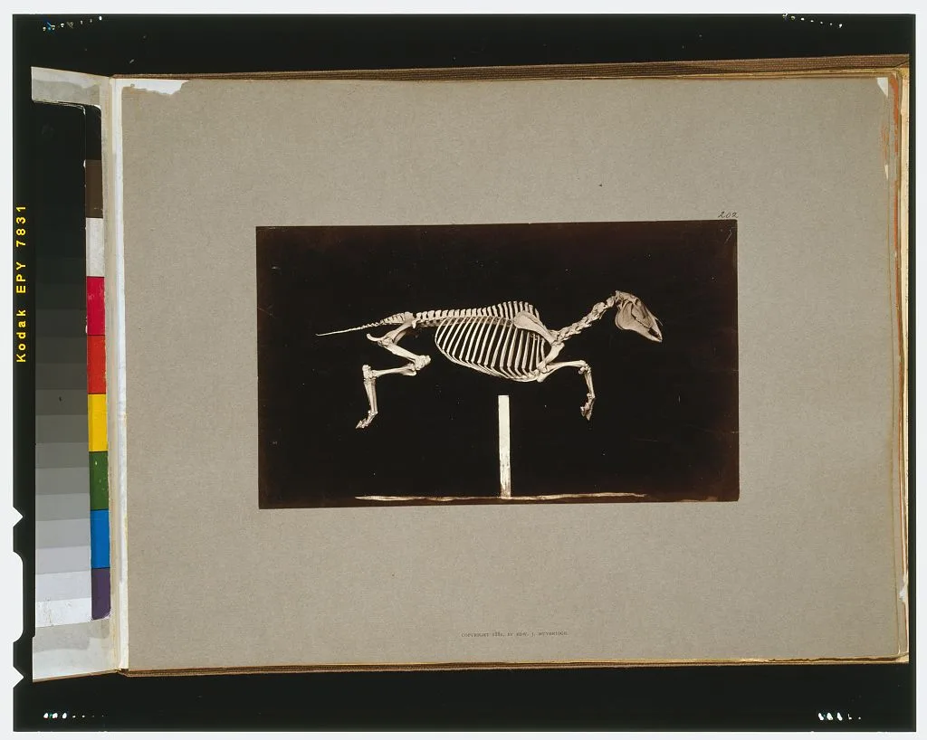 Skeleton of horse. Leaping. Leaving the ground, California, Palo Alto, 1881