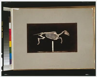 Skeleton of horse. Leaping. Leaving the ground, California, Palo Alto, 1881