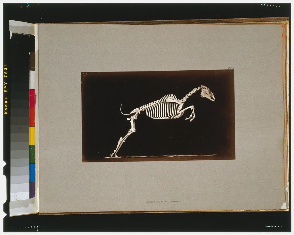Skeleton of horse. Leaping. Leaving the ground, California, Palo Alto, 1881