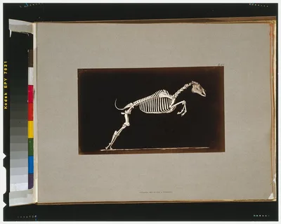Skeleton of horse. Leaping. Leaving the ground, California, Palo Alto, 1881