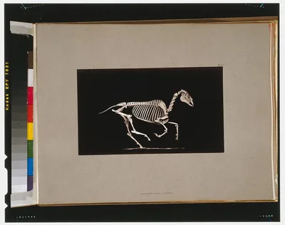 Skeleton of horse. Running. Contact with the ground, California, Palo Alto, 1881