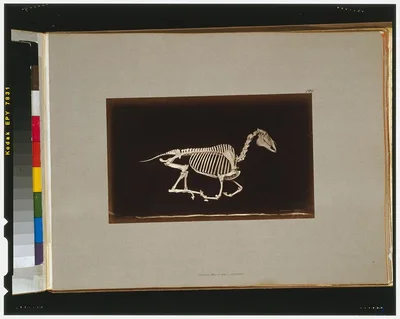 Skeleton of horse. Running. Off the ground, California, Palo Alto, 1881