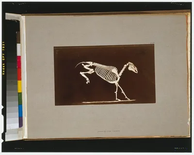 Skeleton of horse. Leaping. Contact with the ground, California, Palo Alto, 1881