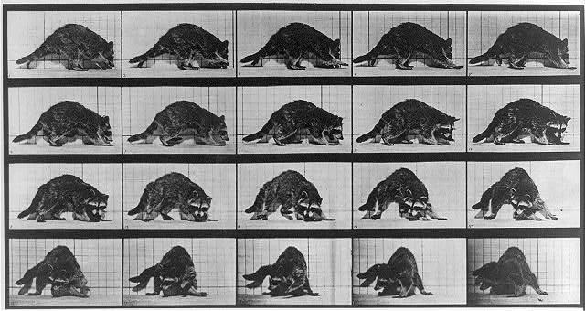 Animal locomotion. Raccoon, 1887
