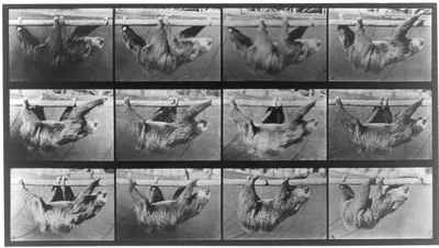 Animal locomotion. Sloth, 1887