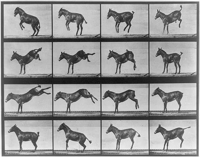 Animal locomotion. Mule, 1887