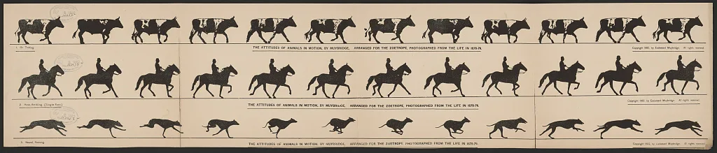 The attitudes of animals in motion, by Muybridge, arranged for the…, 1882