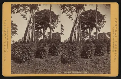 Las Nubes, Matapala tree, Guatemala, Las Nubes, 1873