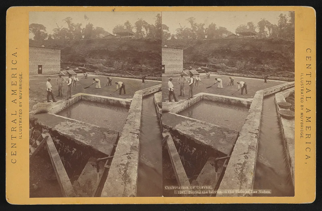 Cultivation of coffee. Drying the berries on the patio at Las Nubes, Guatemala, Las Nubes, 1873