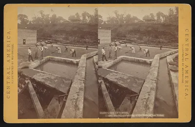 Cultivation of coffee. Drying the berries on the patio at Las Nubes, Guatemala, Las Nubes, 1873