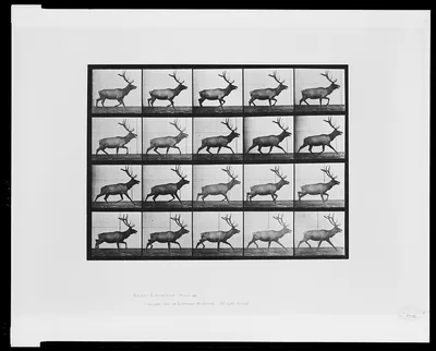 Animal locomotion, 1887