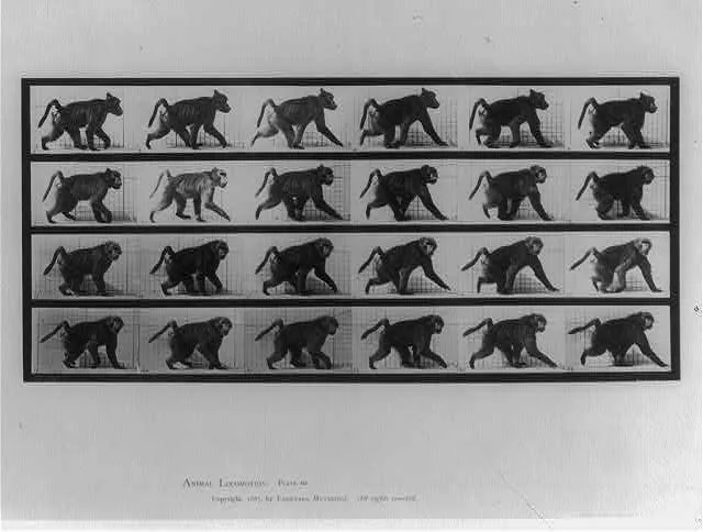 Animal locomotion, 1887