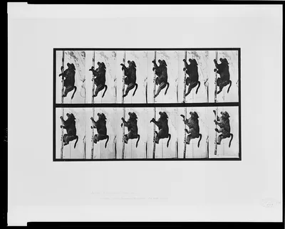 Animal locomotion--Baboon climbing a pole, 1887