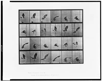 Animal locomotion, 1887