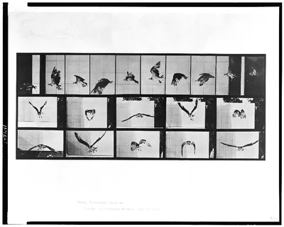 Animal locomotion, 1887
