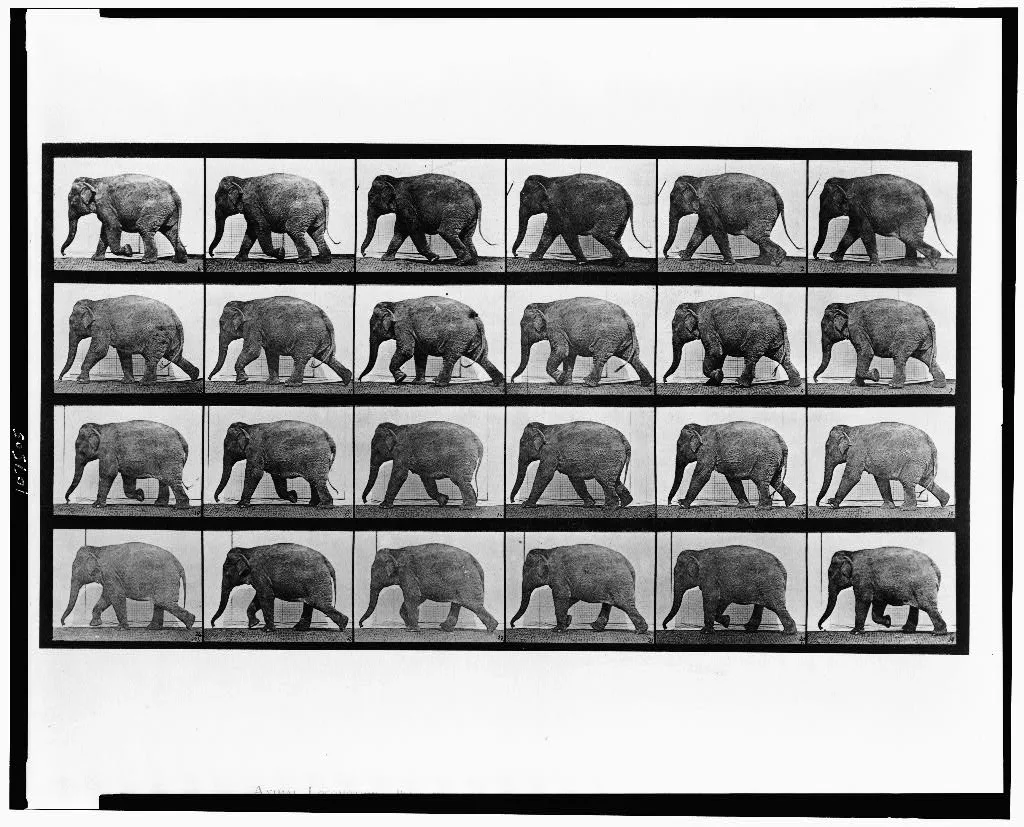 Animal locomotion, 1887