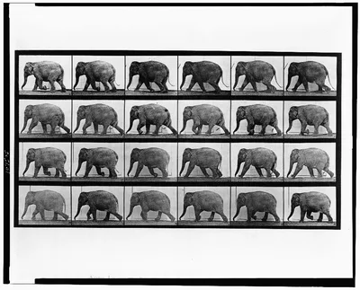 Animal locomotion, 1887