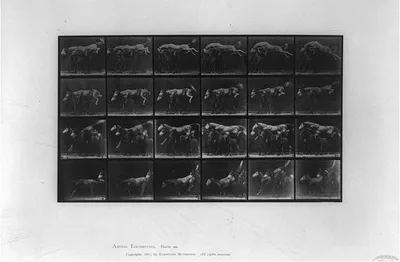 Animal locomotion, 1887