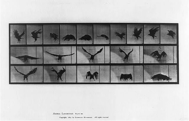 Animal locomotion, 1887