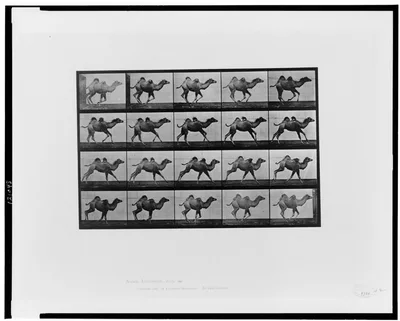 Animal locomotion, 1887